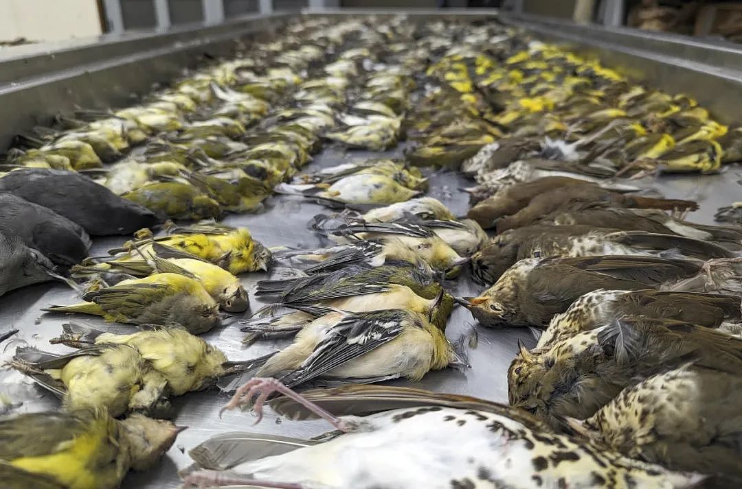 触目惊心：一天内上千只鸟死去，都在同一个地方！新西兰人这波操作绝了......（组图） - 1