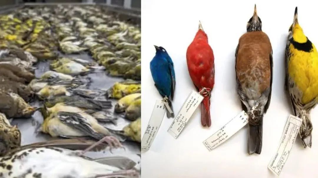 触目惊心：一天内上千只鸟死去，都在同一个地方！新西兰人这波操作绝了......（组图） - 6