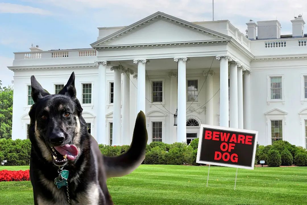 拜登又一爱犬被逐出白宫！咬人超12次，汪星人加剧白宫内部矛盾（组图） - 5