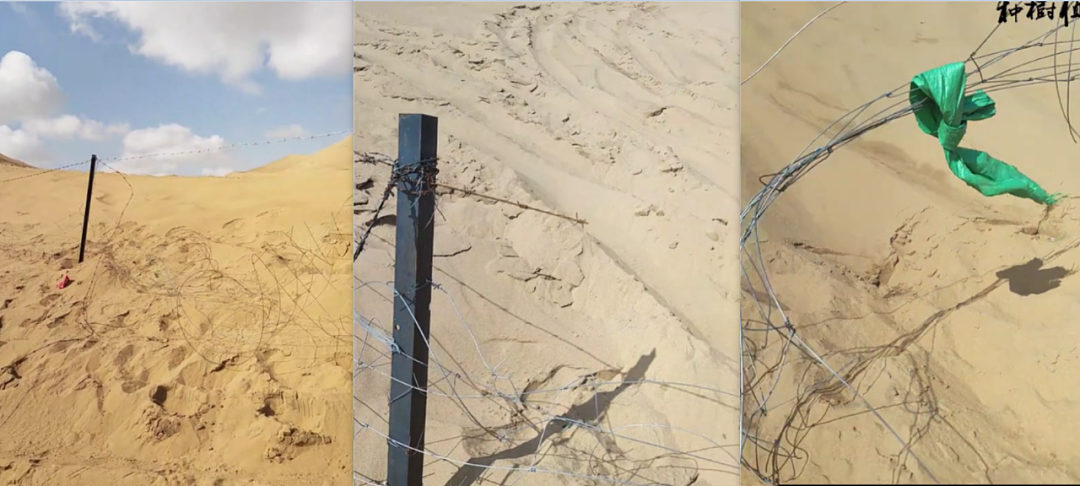 4000余棵腾格里“沙漠姑娘”被越野车碾压背后（组图） - 2