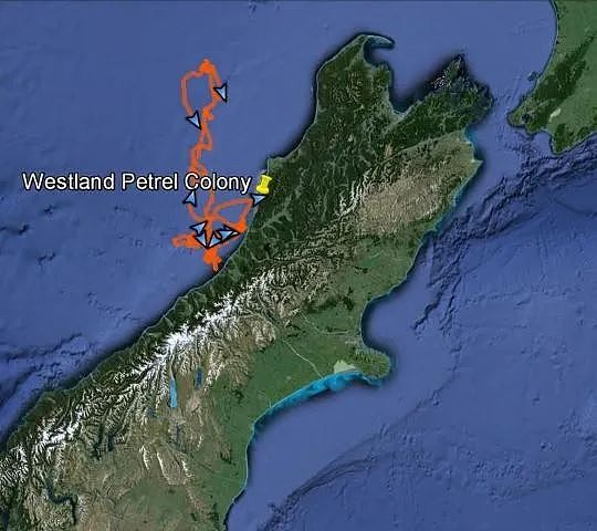触目惊心：一天内上千只鸟死去，都在同一个地方！新西兰人这波操作绝了......（组图） - 33