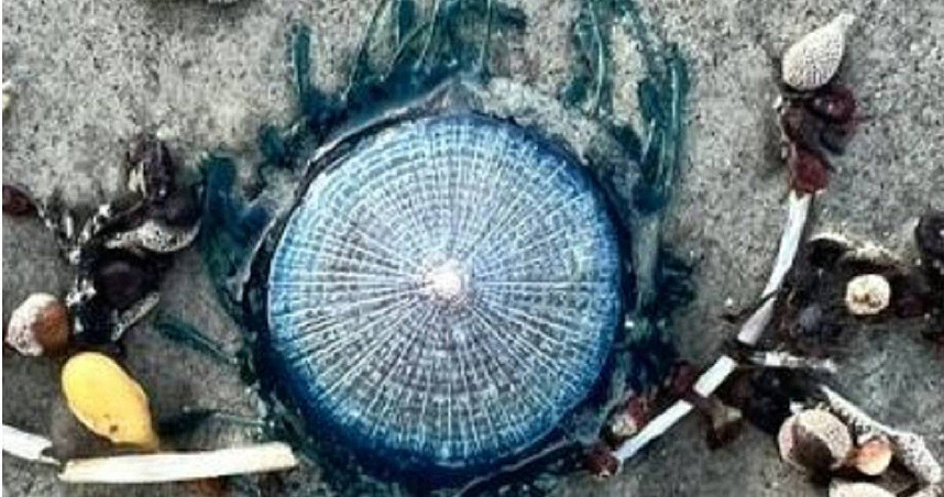 澳男子沙滩惊见“发光蓝色触手”外星人生物！真实身分曝光（图） - 1