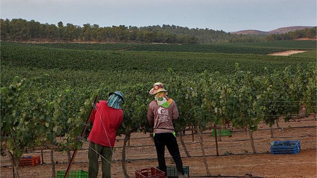 以巴冲突：数以万计亚洲劳工在以色列，泰国、尼泊尔等多国公民遇害或被掳（组图） - 1