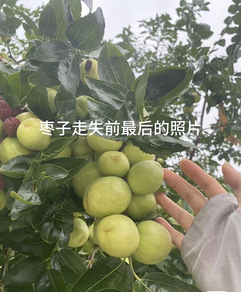 华人前院枣树被摘秃，疑2华女半夜作案（图） - 1