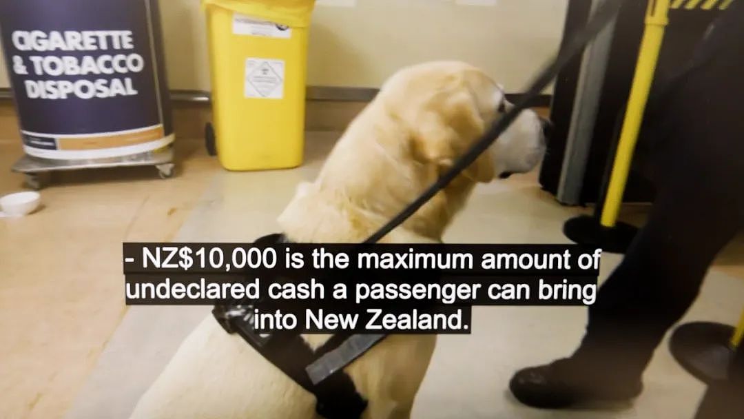 华人入境新西兰，被狗狗闻到身上有钱！搜查后意外发现…近期，这类事多发（组图） - 4