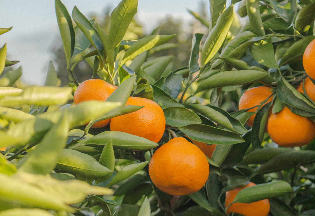 每天1个橘子，身体会有什么变化？橘子的白丝真的值得吃吗？（组图） - 1