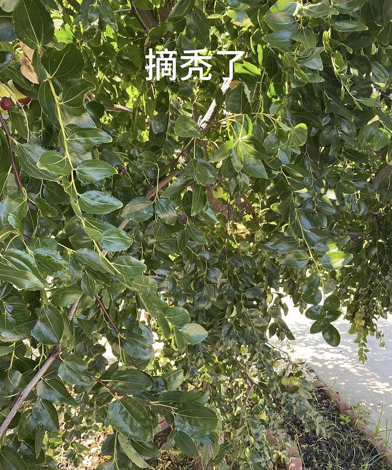 华人前院枣树被摘秃，疑2华女半夜作案（图） - 2