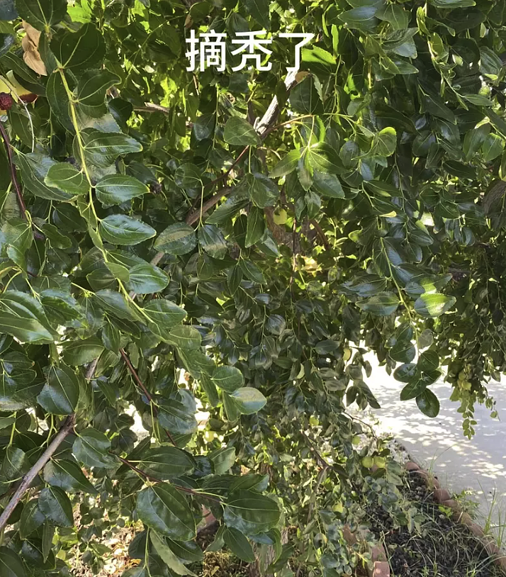 栽了5年的枣树，被俩华人大妈一夜摘秃！至少拿走20磅大枣（组图） - 2