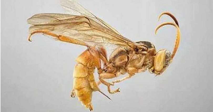 亚马逊发现外星黄蜂！宿主被刺穿吸血、产卵，再遭幼虫活生生吃死（组图） - 2