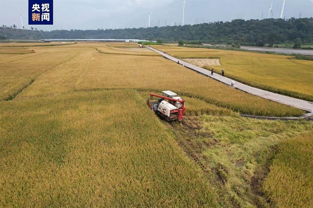 亩产1251.5公斤！袁隆平“超级稻”创世界新纪录（图） - 1
