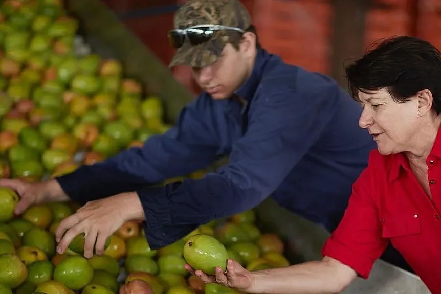 期待！今年夏天，澳洲人有3种新芒果可以吃了（组图） - 3