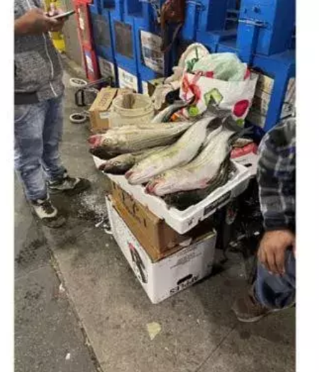华人自己钓的鱼售卖，被举报非法！警察当场开罚单（图） - 1