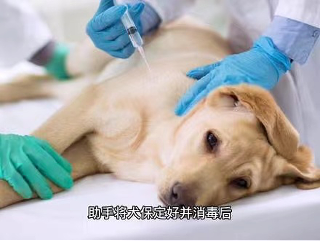 四川恶犬伤童接连2起！每年4000万人遭咬伤，狂犬病防治指南来了（组图） - 11