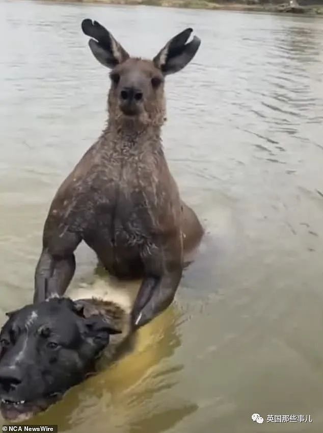 自家狗子被袋鼠按在水里掐，澳洲小哥救狗视反被痛扁！ 网友：这是什么怪物？（组图） - 2