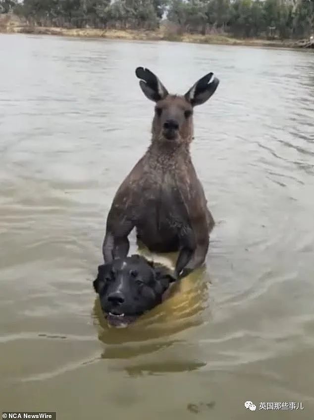 自家狗子被袋鼠按在水里掐，澳洲小哥救狗视反被痛扁！ 网友：这是什么怪物？（组图） - 1