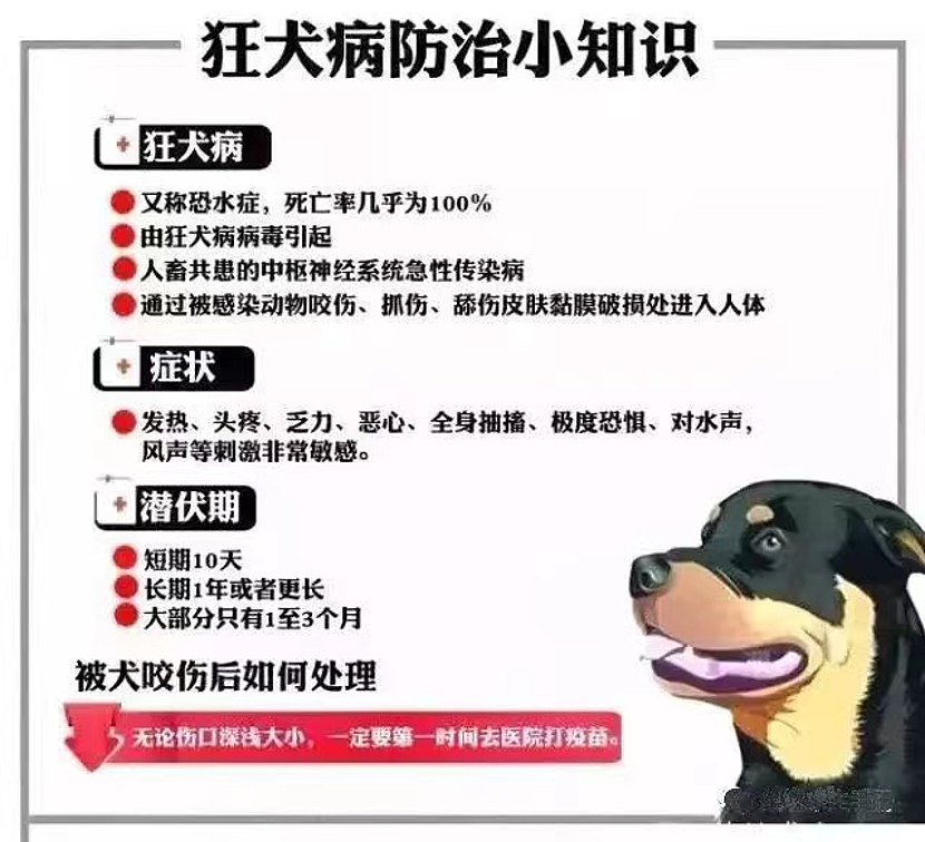 四川恶犬伤童接连2起！每年4000万人遭咬伤，狂犬病防治指南来了（组图） - 16