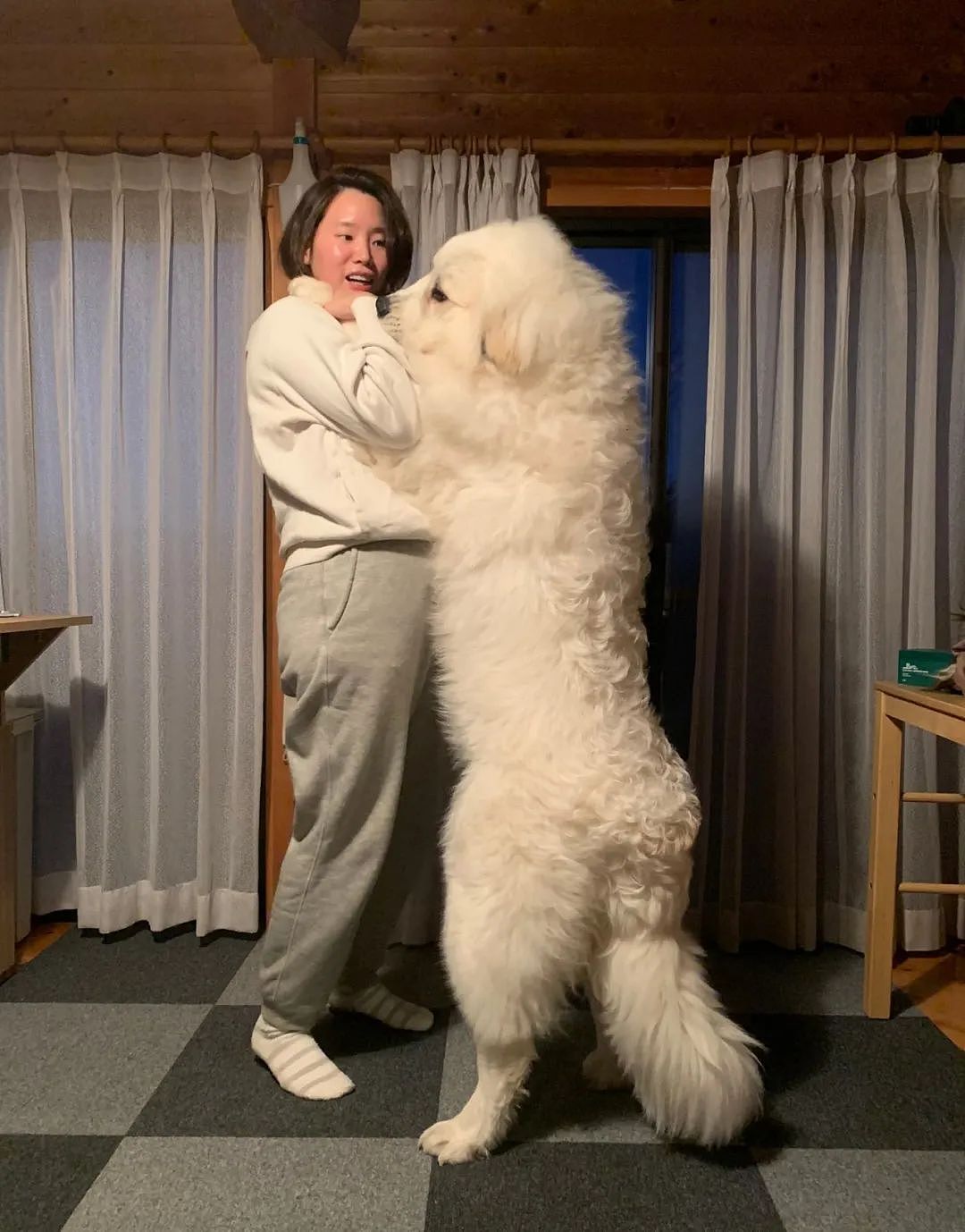 【宠物】抱回家一个小奶狗，4个月大就长到1米5...这就是传说中的巨婴（组图） - 10