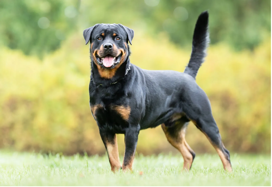 四川恶犬伤童接连2起！每年4000万人遭咬伤，狂犬病防治指南来了（组图） - 8