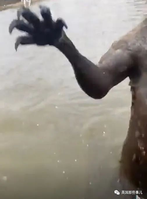 自家狗子被袋鼠按在水里掐，澳洲小哥救狗视反被痛扁！ 网友：这是什么怪物？（组图） - 3