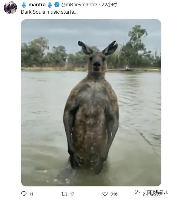 自家狗子被袋鼠按在水里掐，澳洲小哥救狗视反被痛扁！ 网友：这是什么怪物？（组图） - 6