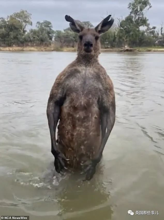 自家狗子被袋鼠按在水里掐，澳洲小哥救狗视反被痛扁！ 网友：这是什么怪物？（组图） - 4