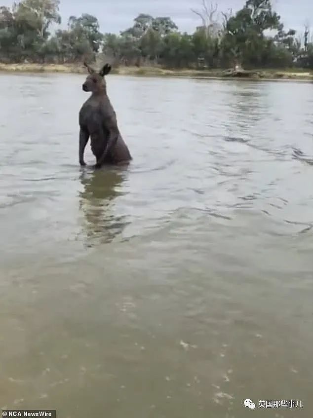 自家狗子被袋鼠按在水里掐，澳洲小哥救狗视反被痛扁！ 网友：这是什么怪物？（组图） - 5