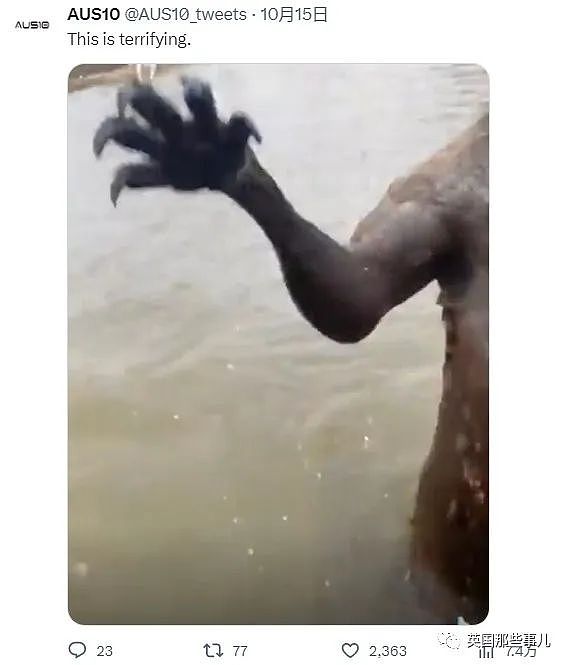 自家狗子被袋鼠按在水里掐，澳洲小哥救狗视反被痛扁！ 网友：这是什么怪物？（组图） - 9