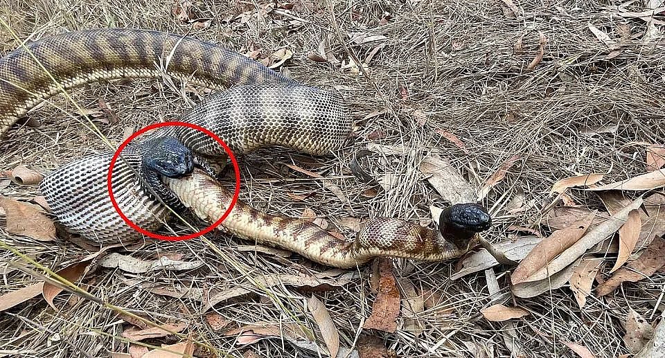惊悚慎入！澳男意外拍下罕见“蛇吞蛇”恐怖画面，网友惊呼：好粗暴的去世方式（组图） - 2