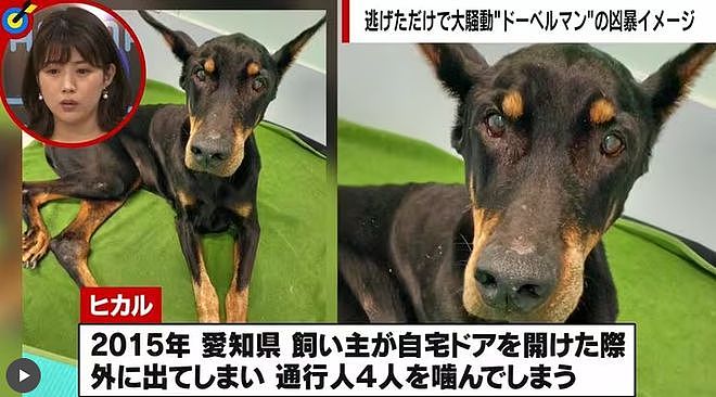 女童被犬咬成重伤，狗主人或将入刑！日本是这样处理恶犬伤人的...（组图） - 6