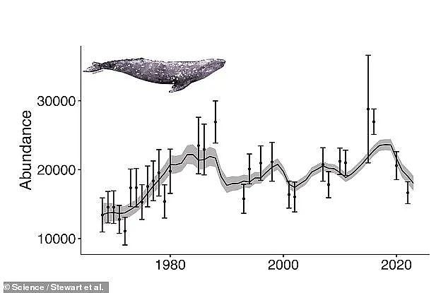 大揭秘！美国海岸超过2000 头灰鲸死亡的谜团，原因却令人唏嘘（组图） - 3