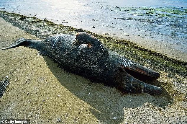 大揭秘！美国海岸超过2000 头灰鲸死亡的谜团，原因却令人唏嘘（组图） - 1