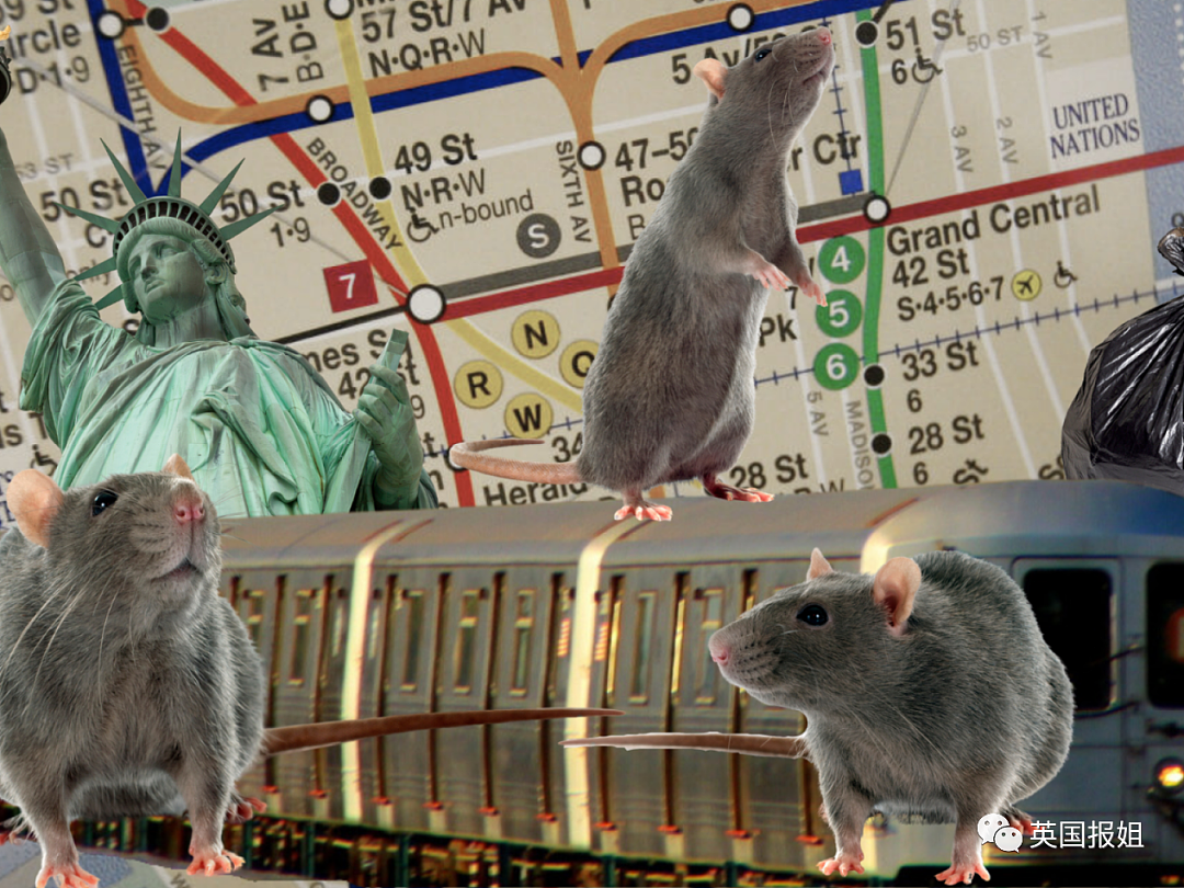 纽约200万鼠灾太疯狂！老鼠体型大如幼犬，网友：感觉它能两拳放倒我（组图） - 27