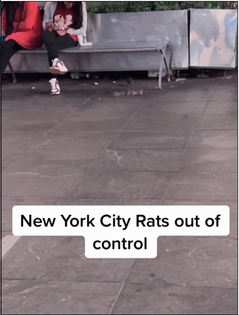 纽约200万鼠灾太疯狂！老鼠体型大如幼犬，网友：感觉它能两拳放倒我（组图） - 10
