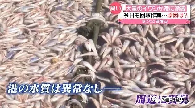 百吨沙丁鱼涌入日本鱼港后死亡，臭气熏天！网友：核废水惹的祸？（组图） - 3