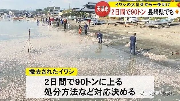 百吨沙丁鱼涌入日本鱼港后死亡，臭气熏天！网友：核废水惹的祸？（组图） - 13