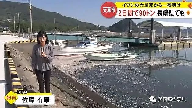 百吨沙丁鱼涌入日本鱼港后死亡，臭气熏天！网友：核废水惹的祸？（组图） - 7