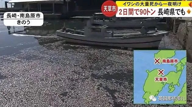 百吨沙丁鱼涌入日本鱼港后死亡，臭气熏天！网友：核废水惹的祸？（组图） - 6