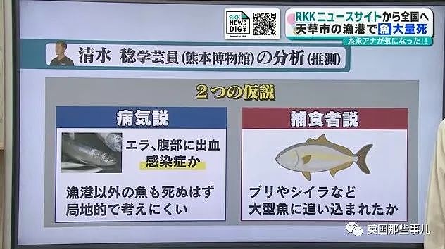 百吨沙丁鱼涌入日本鱼港后死亡，臭气熏天！网友：核废水惹的祸？（组图） - 10