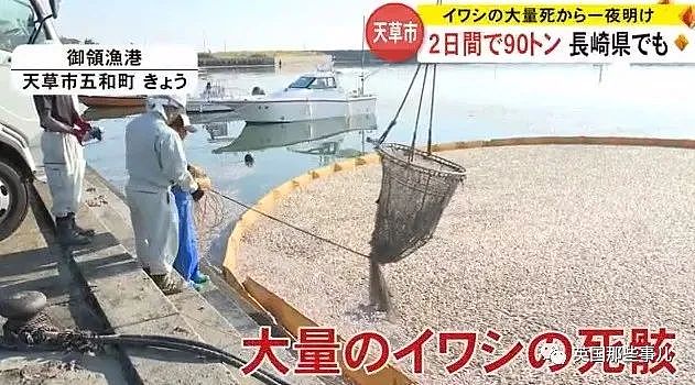 百吨沙丁鱼涌入日本鱼港后死亡，臭气熏天！网友：核废水惹的祸？（组图） - 12