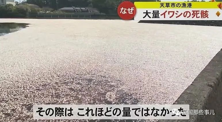 百吨沙丁鱼涌入日本鱼港后死亡，臭气熏天！网友：核废水惹的祸？（组图） - 1