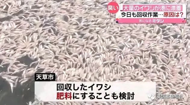 百吨沙丁鱼涌入日本鱼港后死亡，臭气熏天！网友：核废水惹的祸？（组图） - 15