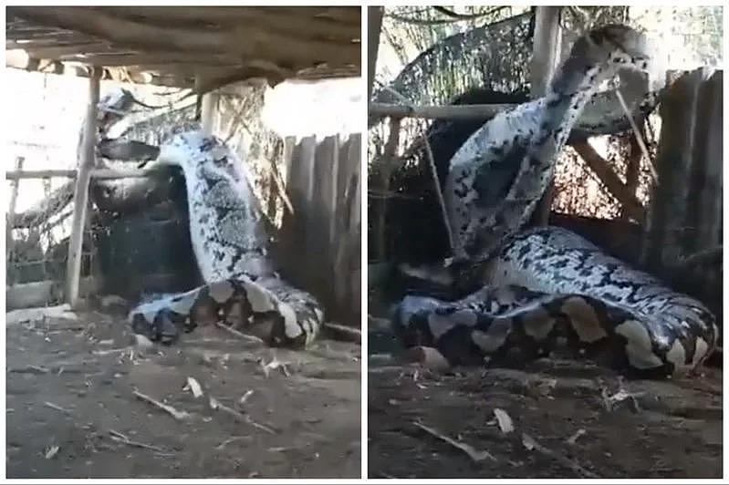 无P图惊悚片疯传！印度大蟒蛇比树干还粗？网惊：吃了人？（视频/图） - 1