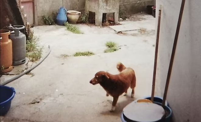 【宠物】吉尼斯认证的世界最长寿狗狗去世，享年31岁零5个月，喜欢和猫玩（组图） - 8