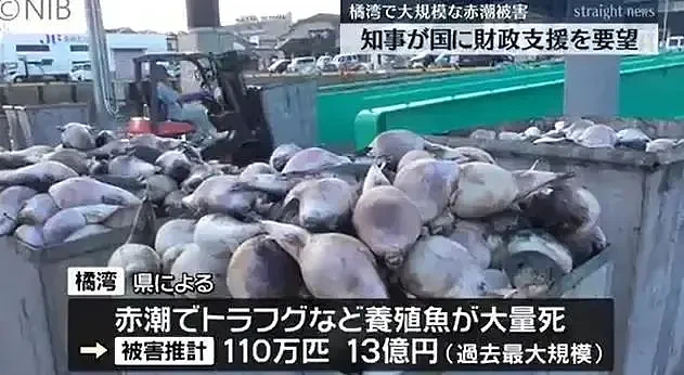 大量沙丁鱼死亡：密密麻麻铺满水面！核污水排海，日本已尝恶果？（组图） - 9