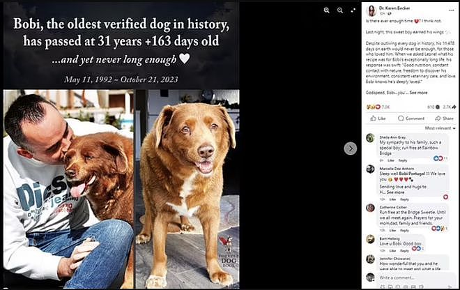 【宠物】吉尼斯认证的世界最长寿狗狗去世，享年31岁零5个月，喜欢和猫玩（组图） - 2