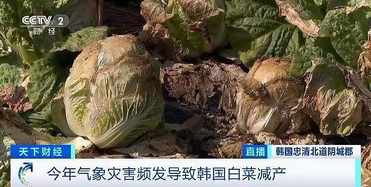 泡菜波及尹锡悦：一棵白菜36元人民币，韩政府投放2900吨白菜抗通胀（组图） - 2