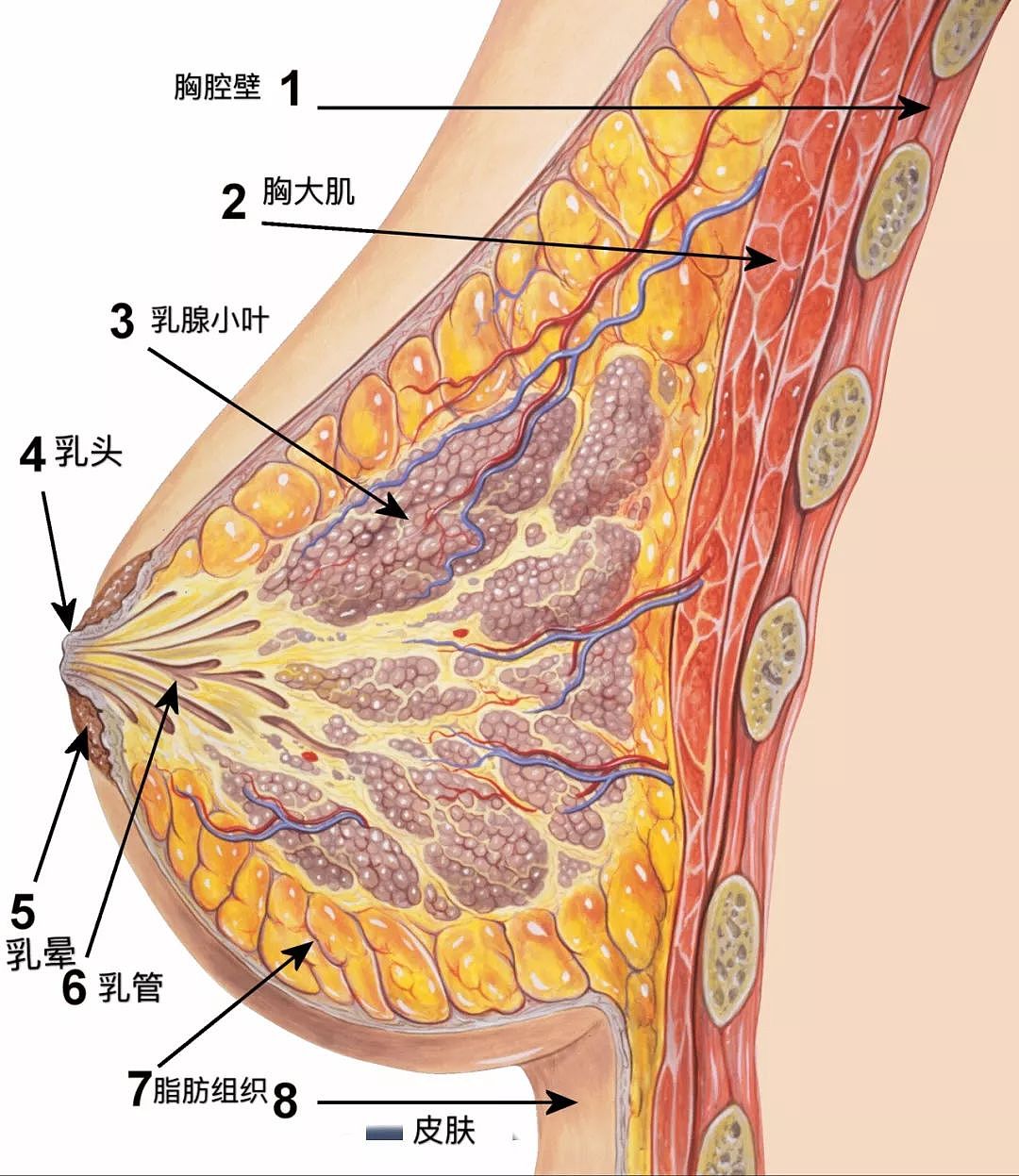 乳腺结节、乳腺增生会癌变吗？8个高危因素要注意（组图） - 2