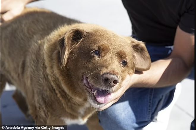 【宠物】吉尼斯认证的世界最长寿狗狗去世，享年31岁零5个月，喜欢和猫玩（组图） - 6