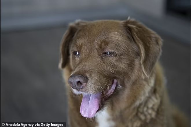 【宠物】吉尼斯认证的世界最长寿狗狗去世，享年31岁零5个月，喜欢和猫玩（组图） - 9