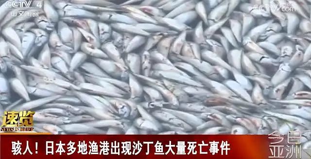大量沙丁鱼死亡：密密麻麻铺满水面！核污水排海，日本已尝恶果？（组图） - 1